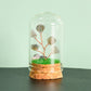 Natural crystal rough glass cover micro landscape crystal tree