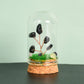 Natural crystal rough glass cover micro landscape crystal tree